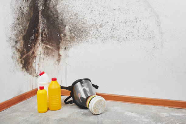Best White Mold Remediation in Ferris, TX