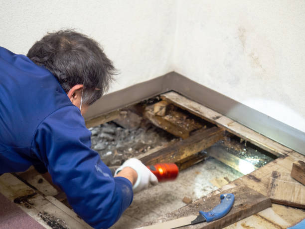 Best HVAC Mold Remediation in Ferris, TX