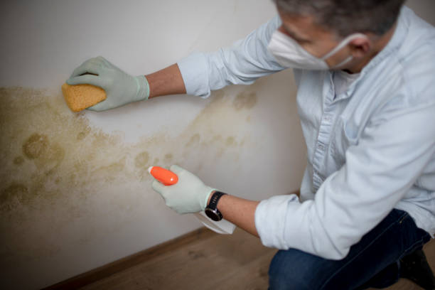 Best Emergency Mold Remediation in Ferris, TX