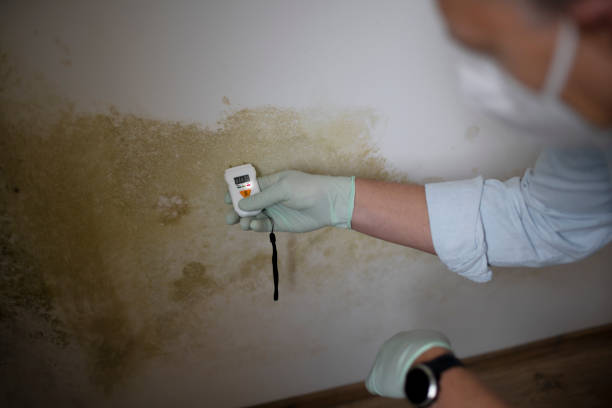 Reliable Ferris, TX Mold Remediation Solutions