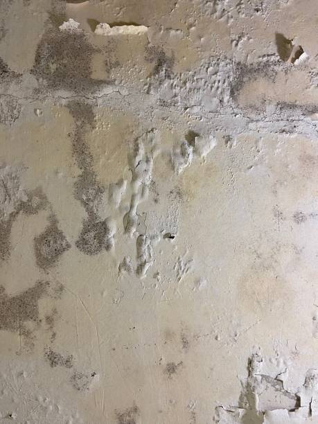 Best Attic Mold Remediation in Ferris, TX